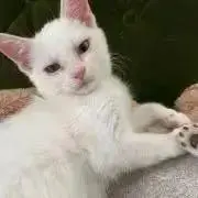 ねこすの画像