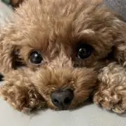 さんた