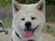 墨童丸の画像