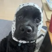 ちの画像