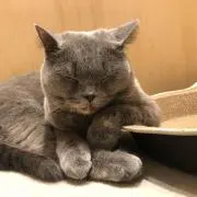 ちろりあんの画像