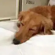 エスの画像