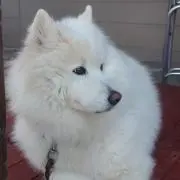 だはんで