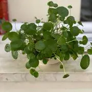 よしざね