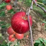 Apple農園の画像
