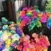 Kuu001  ※発送予定6/5の画像
