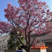 NANA★彡の画像