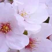 ちゃんe