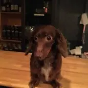 わんママの画像