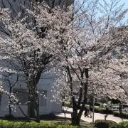 あずさの画像