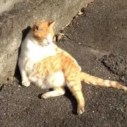 しぃしゃんの画像