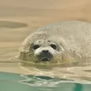 加藤の画像
