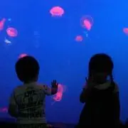 あこぴ