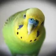 鳥色