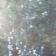 aaの画像