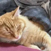 たいやん