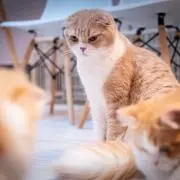 あいうえおの画像