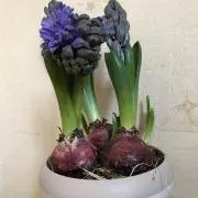 ナルミチ