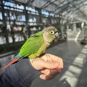くろま