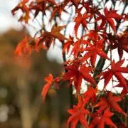 Hachikita_Baseの画像
