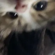 はむ