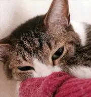 シェへラザードの画像