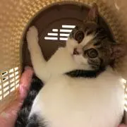 のりりん