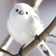 ピオニンの画像