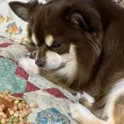 サスケブーの画像