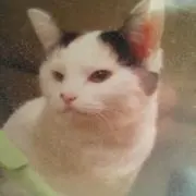 ゆずねこ