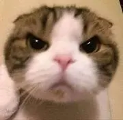 のあの画像