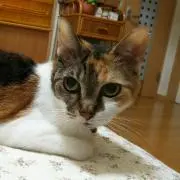 みかんの画像