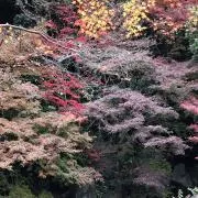 とりとりの画像