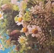 まつぼっくりの画像