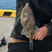 さかな