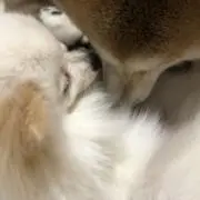 ごじょるの画像