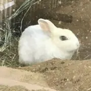 りんごうさぎの画像