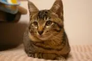 ジミーの画像