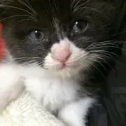 ねこねこの画像