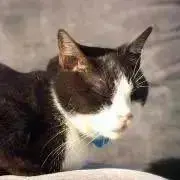猫の画像