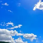 つきのわぐまの画像