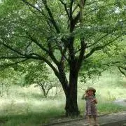 nikoの画像