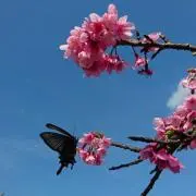 yukisiroの画像