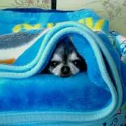 りんご　プロフ確認お願いいたしますの画像