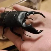ポン⭐︎プロフ読んでくださいの画像