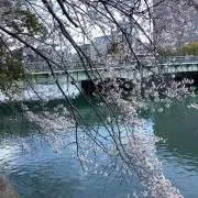 大花の画像