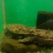 コスの画像