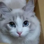 cks ★の画像