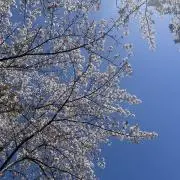 ぴよつき・プロフ必読の画像