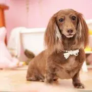 ミーちゃんの画像